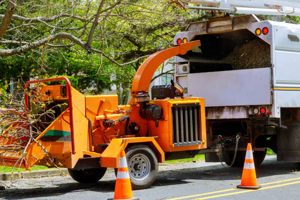 How Our Tree Care Process Works  in Carthage, NY